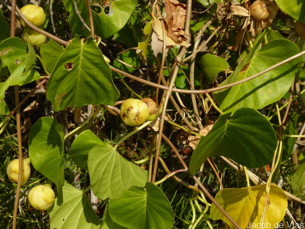 Ipomoea violacea L.